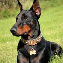 DoBeRmAn/DT