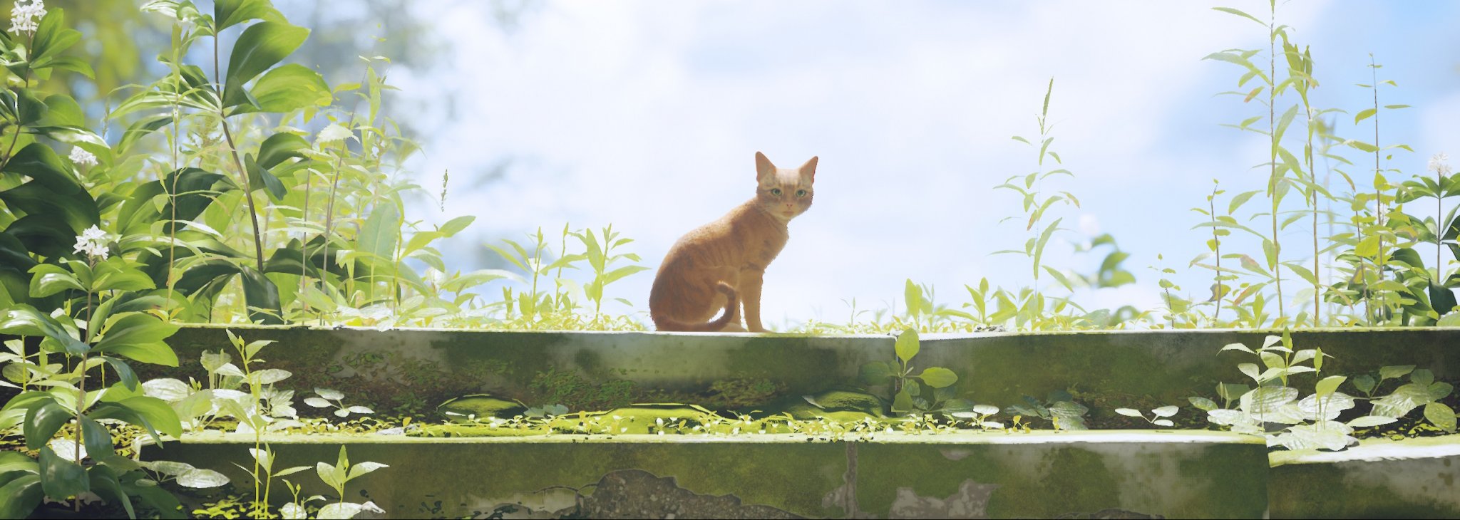 stray2.jpg.60cc70cc97348536e5bec287ad26aa97.jpg