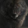 WOLF_